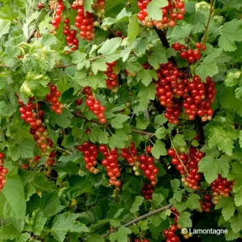 RIBES rubrum Versaillaise rouge