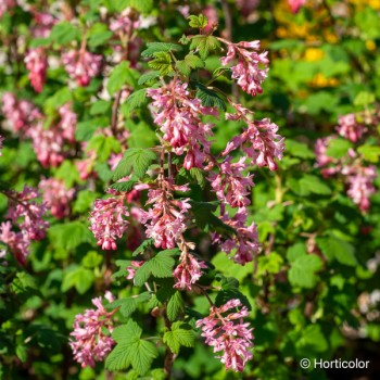 RIBES sanguineum King edward 7