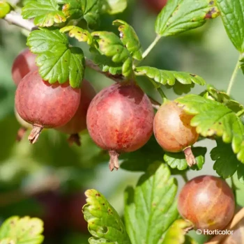 RIBES uva-crispa Captivator