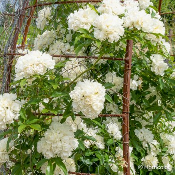 ROSA banksiae Alba plena