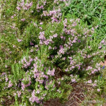 ROSMARINUS officinalis Majorca pink