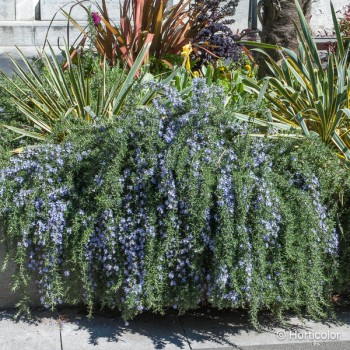 ROSMARINUS officinalis Pointe du raz