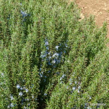 ROSMARINUS officinalis Tuscan blue