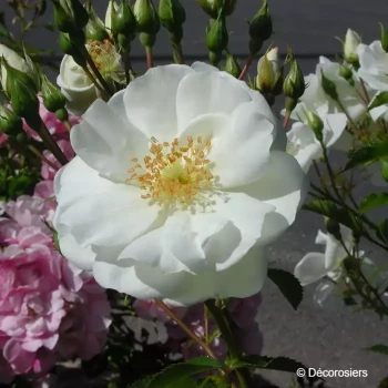 ROSA Opalia®