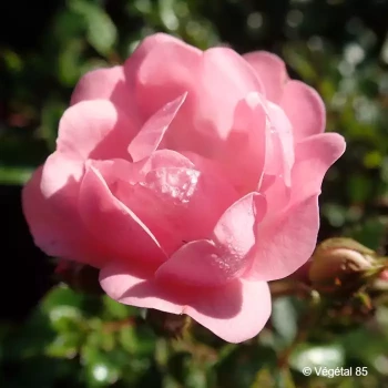 ROSA polyantha The fairy