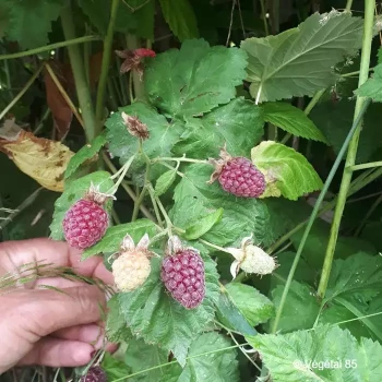RUBUS fruticosus x idaeus Medana