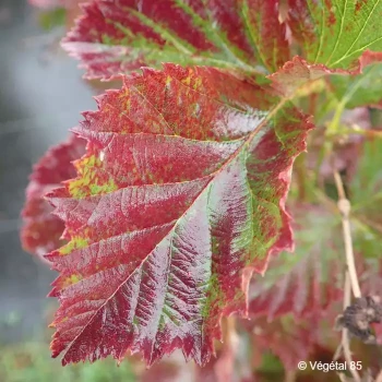 RUBUS fruticosus Reuben