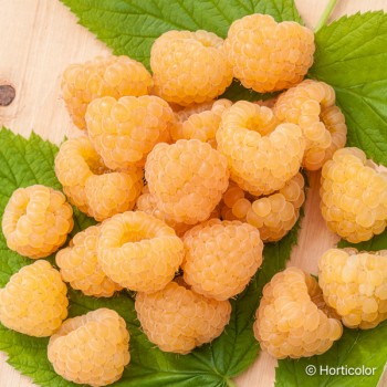 RUBUS idaeus Fallgold