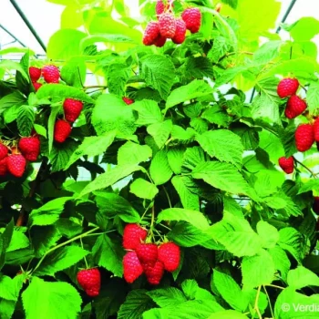 RUBUS idaeus Frambélise®