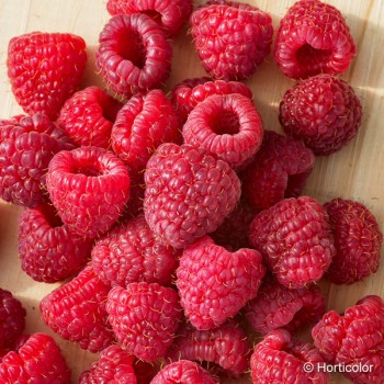 RUBUS idaeus Heritage