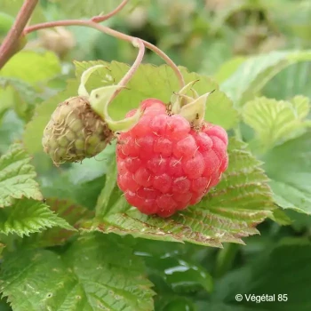 RUBUS idaeus Ruby beauty