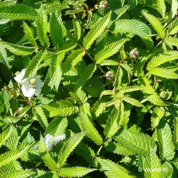RUBUS illecebrosus