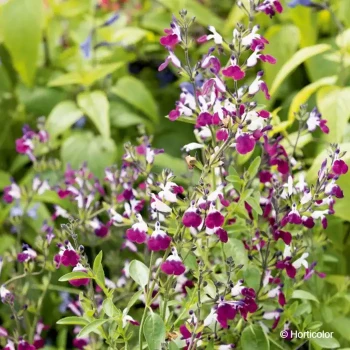 SALVIA greggii Amethyst lips