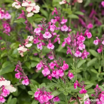 SALVIA greggii Icing sugar