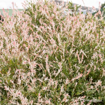 SALIX integra Hakuro nishiki