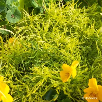 SANTOLINA Lemon fizz