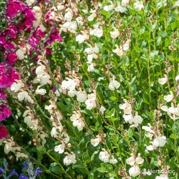 SALVIA microphylla Alba