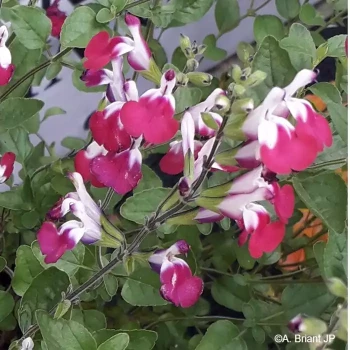 SALVIA microphylla Cherry lips