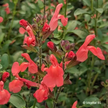 SALVIA microphylla Fuego