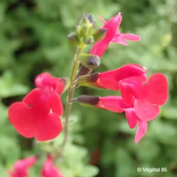 SALVIA microphylla Grahamii