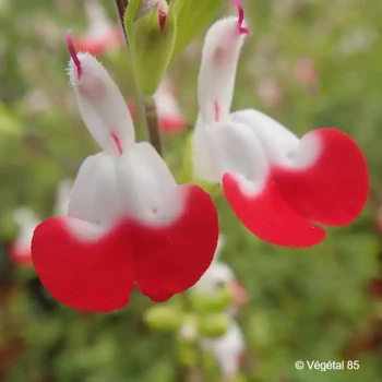 SALVIA microphylla Hot lips