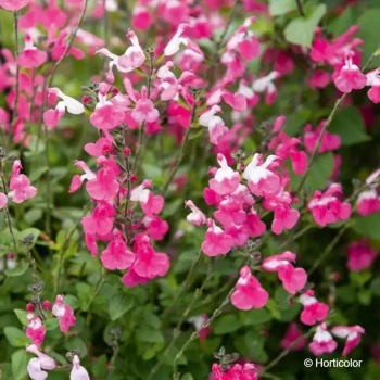 SALVIA microphylla Pink lips