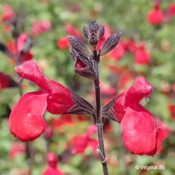 SALVIA microphylla Royal bumble