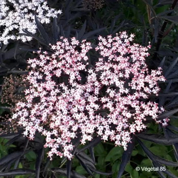 SAMBUCUS nigra Black lace eva