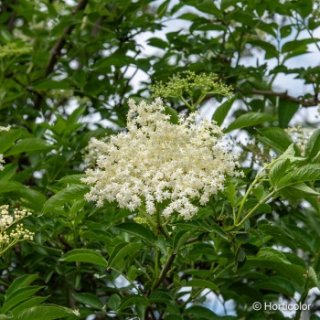 SAMBUCUS nigra Haschberg