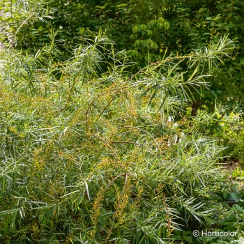 SALIX rosmarinifolia