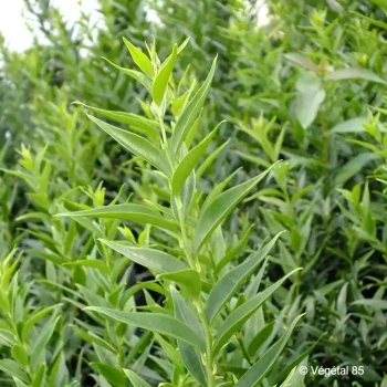 SARCOCOCCA ruscifolia Dragon gate