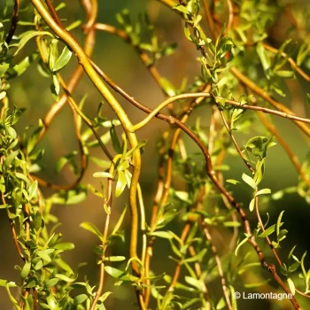 SALIX tortuosa Orange