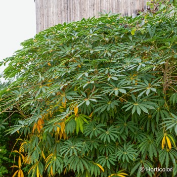 SCHEFFLERA taiwaniana