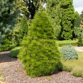 SCIADOPITYS verticillata