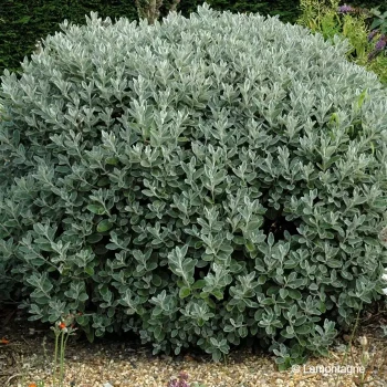 SENECIO greyi