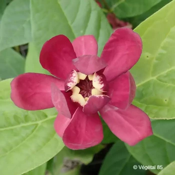 SINOCALYCANTHUS x raulstonii Aphrodite
