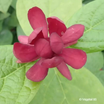 SINOCALYCANTHUS x raulstonii Hartlage wine