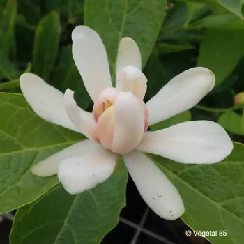 SINOCALYCANTHUS x raulstonii Venus