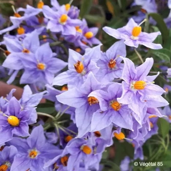 SOLANUM crispum Glasnevin