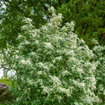 SORBUS domestica