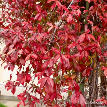 SOLANUM jasminoïdes