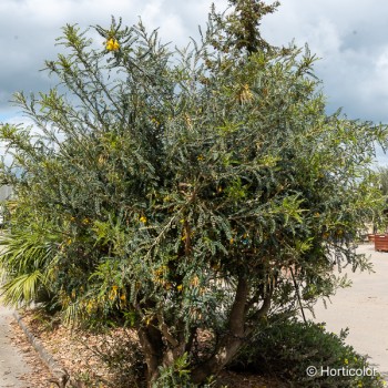 SOPHORA microphylla Sun king