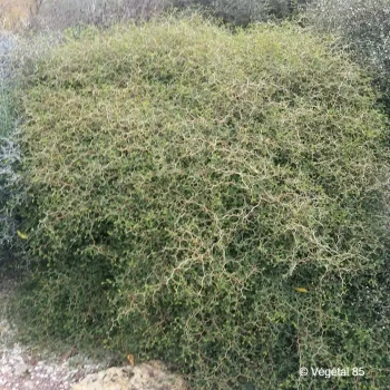 SOPHORA prostrata Little baby