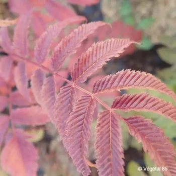 SORBARIA sorbifolia Pink hopi®