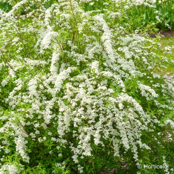 SPIRAEA arguta