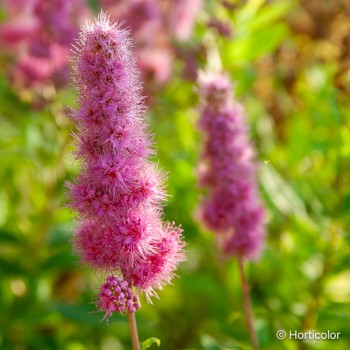 SPIRAEA billardii
