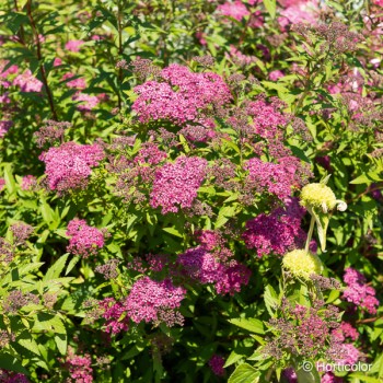 SPIRAEA japonica Anthony waterer