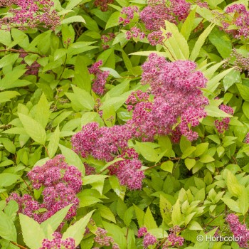 SPIRAEA japonica Goldflame