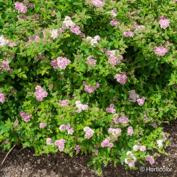 SPIRAEA japonica Little princess