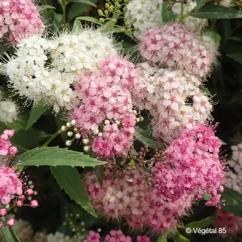 SPIRAEA japonica Shirobana